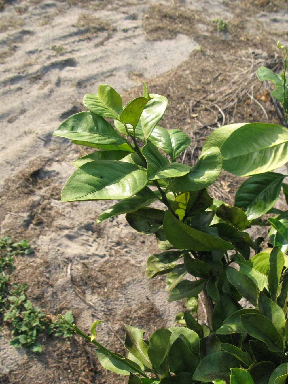            Sun leaves (Succari, Winter Haven, FL)   
